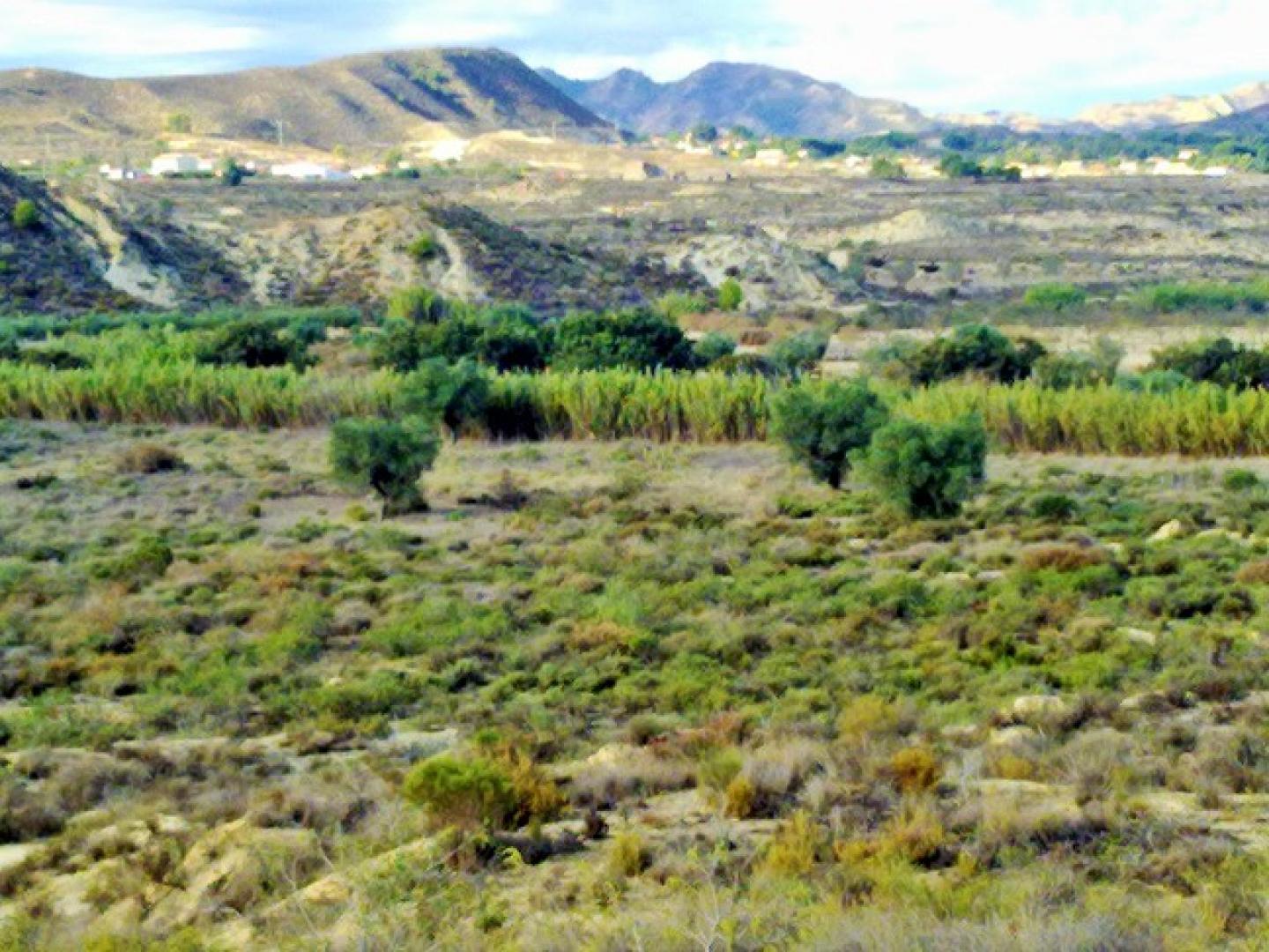 TPS0076: Land for sale in Torremendo
