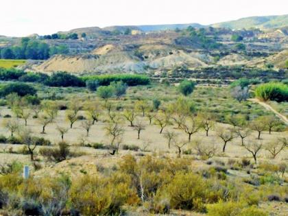 50000m2 of Rustic Land in Lo Capitan near to Torremendo Torremendo